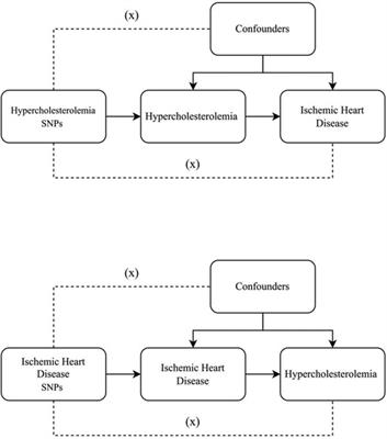 Bidirectional causal relationship between hypercholesterolemia and ischemic heart disease: a Mendelian randomization study
